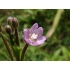  Smallflower Hairy Willowherb